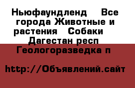 Ньюфаундленд  - Все города Животные и растения » Собаки   . Дагестан респ.,Геологоразведка п.